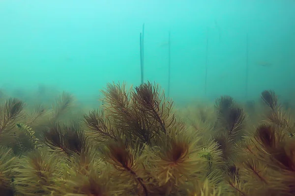 Ecosistema Estanque Submarino Con Algas Del Mundo Verde Profundidad —  Fotos de Stock