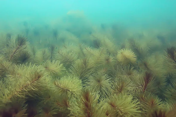 Ecossistema Lagoa Subaquática Com Algas Mundo Verde Profundidade — Fotografia de Stock