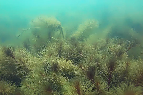 Gölet alt ALG yakın çekim