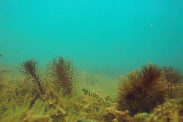 生態系と池底の藻のクローズ アップ — ストック写真