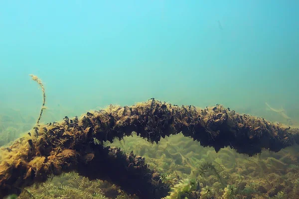 Ecosystem Underwater Pond Green World Algae Depth — Stock Photo, Image