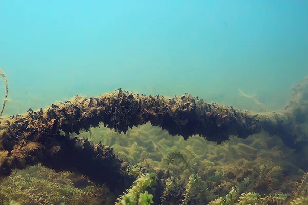 Trees Underwater Fresh Water Diving Underwater Photo Flooded World Ecosystem — Stock Photo, Image