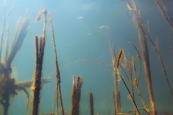 trees underwater fresh water / diving underwater photo flooded world, ecosystem underwater landscape