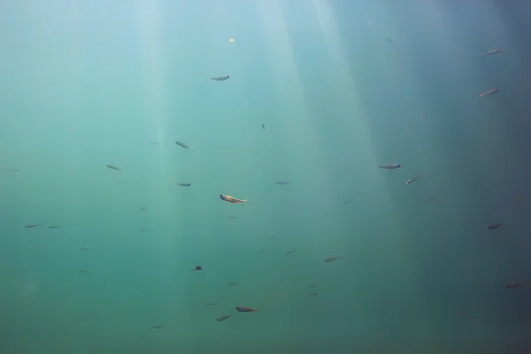 Экосистема Подводного Пруда Рыбой Глубине — стоковое фото