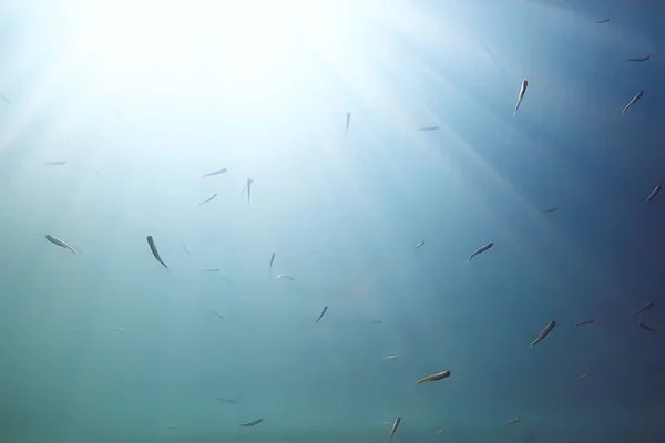 ecosystem of underwater pond with fish in depth