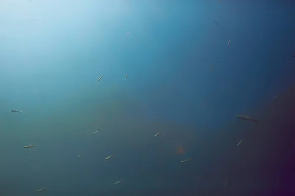 水中深さで魚池の生態系 — ストック写真