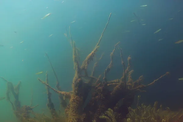 Подводный Вид Рыбу Мангровых Лесах — стоковое фото