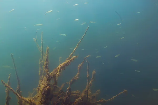 Підводний Вид Рибу Мангровому Лісі — стокове фото