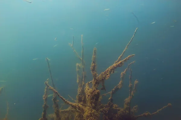 Underwater View Fish Mangrove Forest — Stock Photo, Image