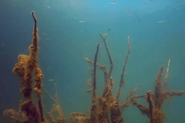 マングローブ林の中の魚の水中ビュー — ストック写真