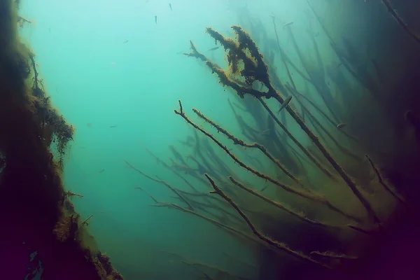 Vista Subacquea Del Pesce Nella Foresta Mangrovie — Foto Stock