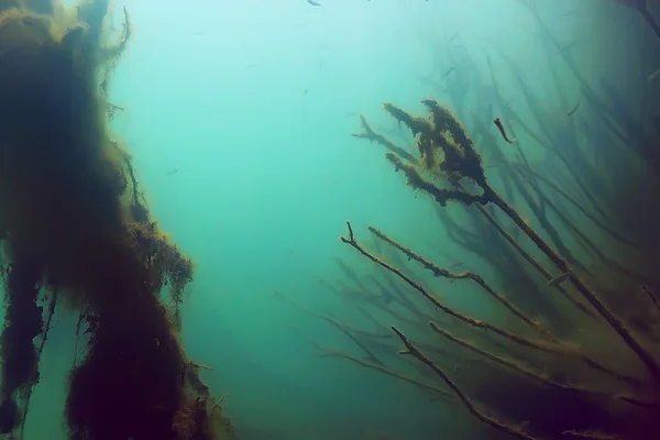 Trees Underwater Fresh Water Diving Underwater Photo Flooded World Ecosystem — Stock Photo, Image