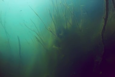 balıklar mangrov orman sualtı görünümünü