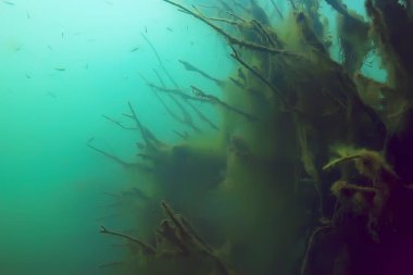 Sualtı görünümü ile balıklar mangrov ormanın 