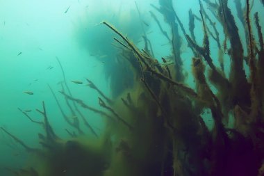 Sualtı görünümü ile balıklar mangrov ormanın 