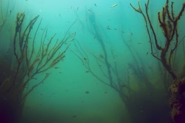 Sualtı görünümü ile balıklar mangrov ormanın 
