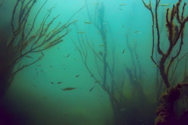 Sualtı görünümü ile balıklar mangrov ormanın 