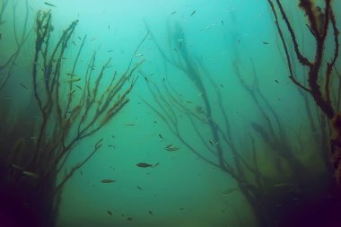 Sualtı görünümü ile balıklar mangrov ormanın 