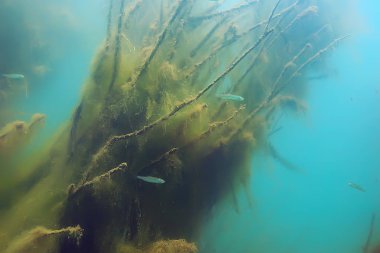 balıklar mangrov orman sualtı görünümünü