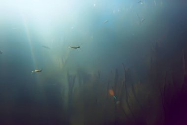 Yeşil Dünya yosun derinlemesine sualtı gölet ekosistem  