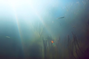 balıklar mangrov orman sualtı görünümünü