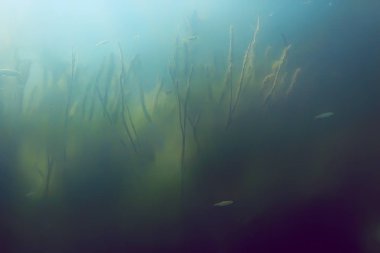 balıklar mangrov orman sualtı görünümünü