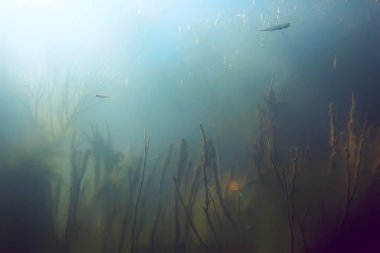 balıklar mangrov orman sualtı görünümünü