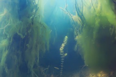 Gölet ekosistem mangrov ormanın sualtı görüntüleme 