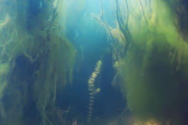 Yeşil Dünya yosun derinlemesine sualtı gölet ekosistem  