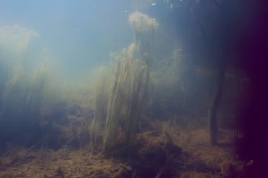Yeşil Dünya yosun derinlemesine sualtı gölet ekosistem  