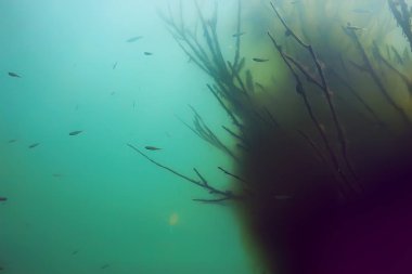 balıklar mangrov orman sualtı görünümünü