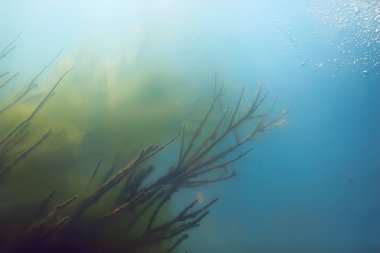 Gölet ekosistem mangrov ormanın sualtı görüntüleme 