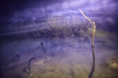 Sualtı yayın hidrojen sülfit / sualtı dünya, hidrojen sülfat zehirler gölet