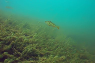 Lirası ekosistem balıklar ve deniz yosunu ile sualtı görüntüleme 