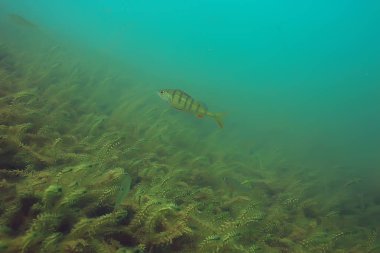 Lirası ekosistem balıklar ve deniz yosunu ile sualtı görüntüleme 