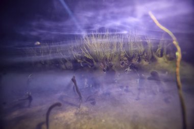 Sualtı yayın hidrojen sülfit / sualtı dünya, hidrojen sülfat zehirler gölet