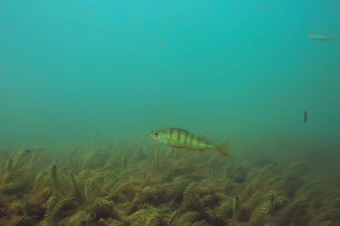Lirası ekosistem balıklar ve deniz yosunu ile sualtı görüntüleme 