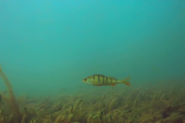 Yeşil Dünya yosun derinlemesine sualtı gölet ekosistem  