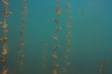 Lirası ekosistem balıklar ve deniz yosunu ile sualtı görüntüleme 
