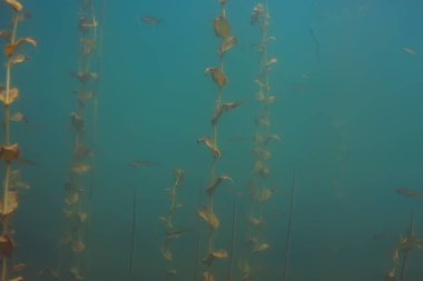 Lirası ekosistem balıklar ve deniz yosunu ile sualtı görüntüleme 