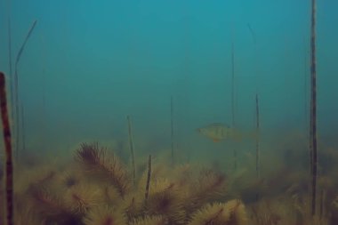 Yeşil Dünya yosun derinlemesine sualtı gölet ekosistem  