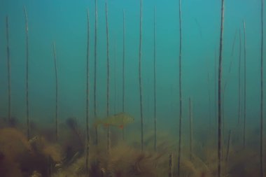 Yeşil Dünya yosun derinlemesine sualtı gölet ekosistem  