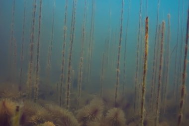 Lirası ekosistem yosun ile sualtı görünümü 