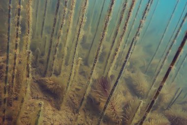 Lirası ekosistem yosun ile sualtı görünümü 