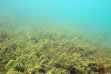 Lirası ekosistem yosun ile sualtı görünümü 