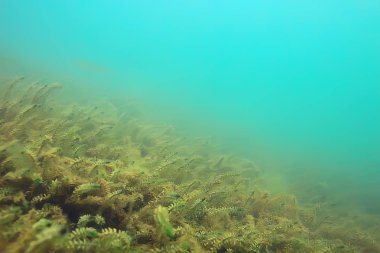 Lirası ekosistem yosun ile sualtı görünümü 