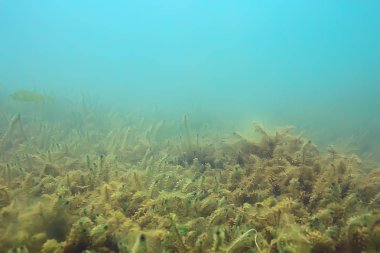 Lirası ekosistem yosun ile sualtı görünümü 