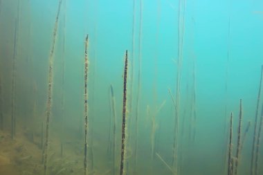 Lirası ekosistem yosun ile sualtı görünümü 