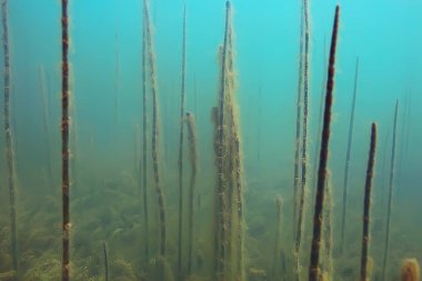 Gölet ekosistem mangrov ormanın sualtı görüntüleme 