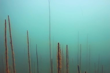 ağaçlar sualtı taze su / dalış sualtı fotoğraf dünya, ekosistem sualtı manzara sular altında